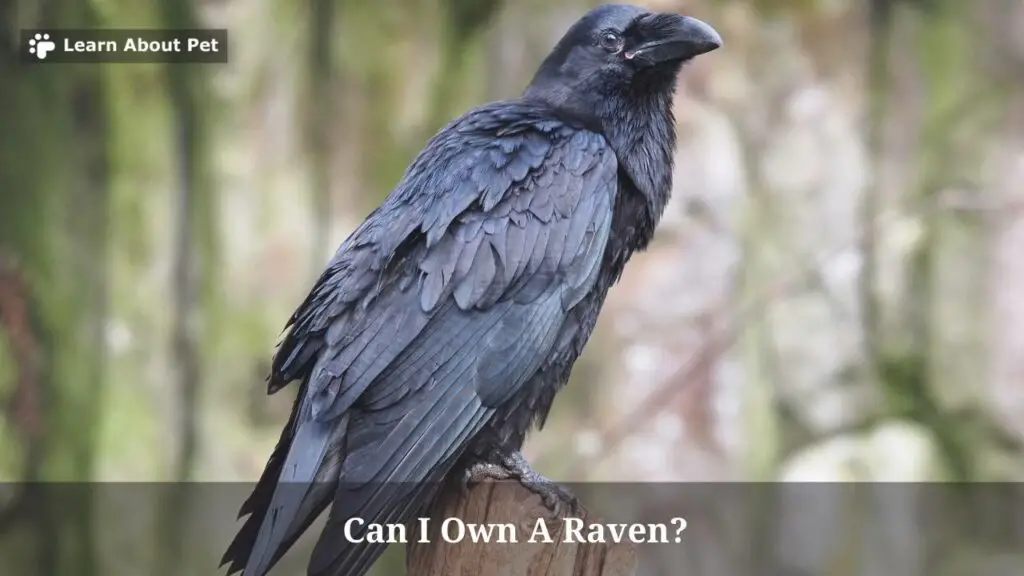 Can I Own A Raven? (9 Interesting Facts) 2024