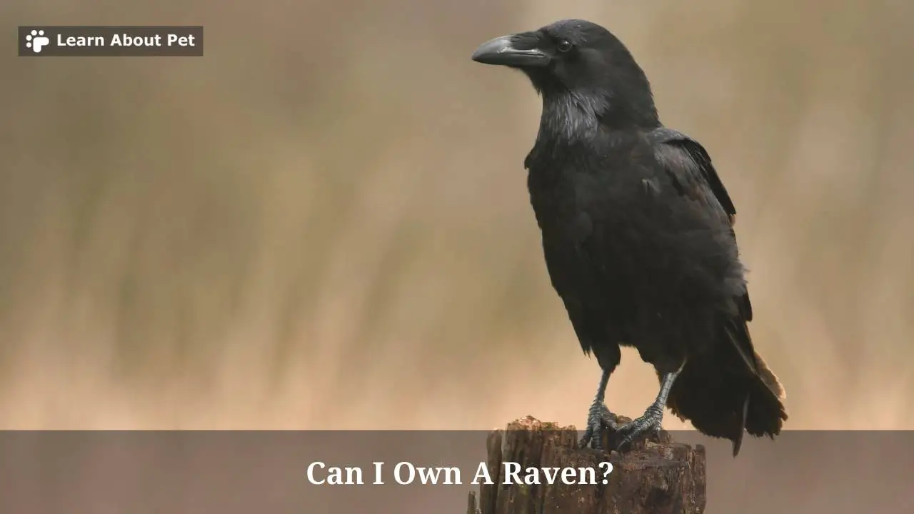 Can I Own A Raven? (9 Interesting Facts) 2024