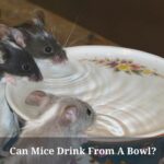 Can Mice Drink From A Bowl? (7 Interesting Facts) Can Mice Drink From A Bowl