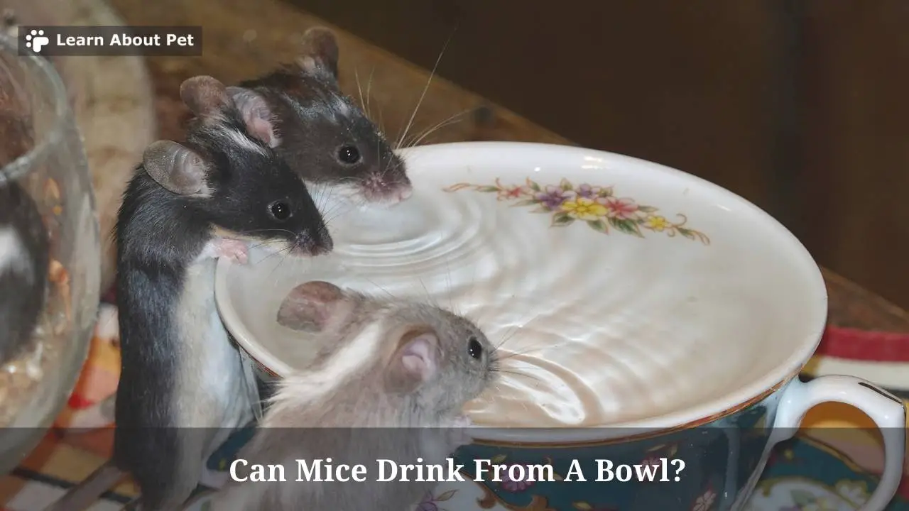 Can Mice Drink From A Bowl? (7 Interesting Facts) 2023