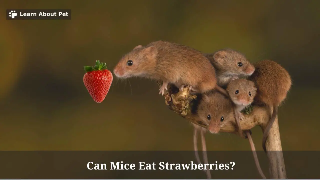 Can Mice Eat Strawberries? (7 Interesting Facts) 2024