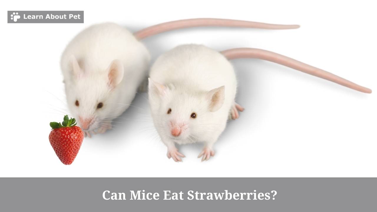 Can Mice Eat Strawberries? (7 Interesting Facts) 2024