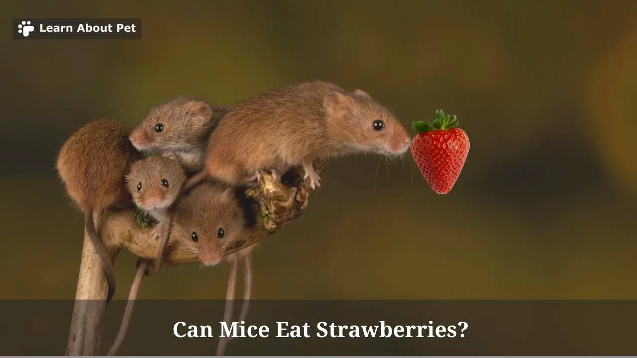 Can Mice Eat Strawberries? (7 Interesting Facts) 2024