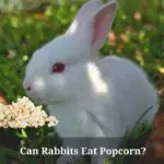 Can Rabbits Eat Popcorn? (9 Interesting Facts)