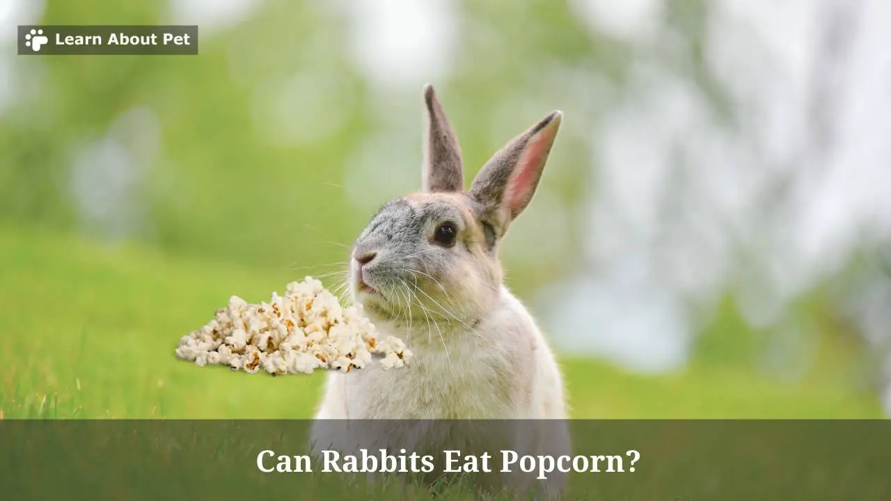 Can Rabbits Eat Popcorn? (9 Interesting Facts) - 2023