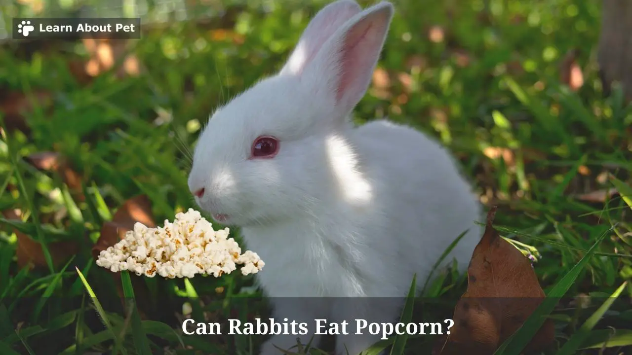 Can Rabbits Eat Popcorn? (9 Interesting Facts) 2023