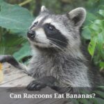 Can Raccoons Eat Bananas