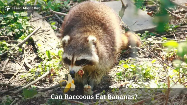 Can Raccoons Eat Bananas? (5 Interesting Facts) - 2023