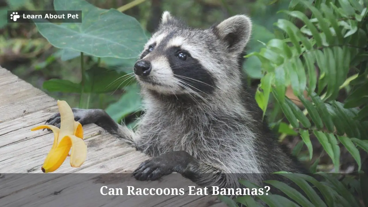 Can Raccoons Eat Bananas? (5 Interesting Facts) 2023