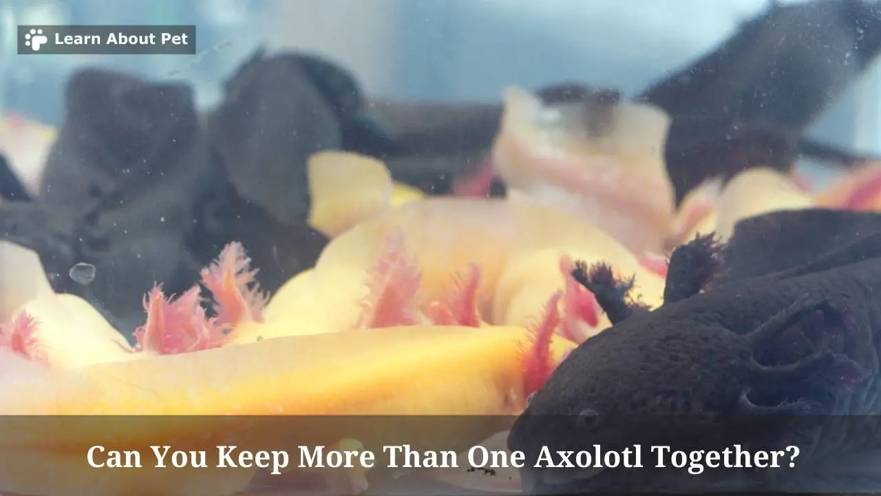 Can You Keep More Than One Axolotl Together? (7 Clear Facts) 2023