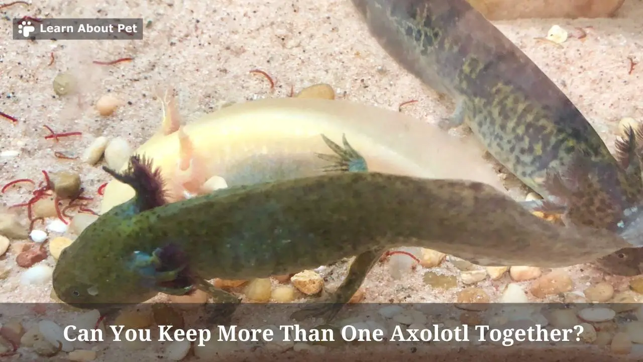 Can You Keep More Than One Axolotl Together? (7 Clear Facts) 2023
