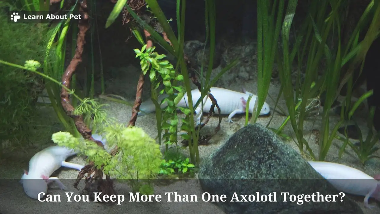Can You Keep More Than One Axolotl Together? (7 Clear Facts) 2023