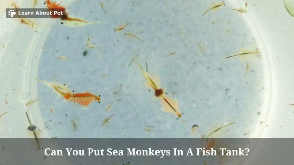 Can you put sea monkeys in a fish tank