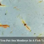 Can You Put Sea Monkeys In A Fish Tank? (9 Cool Facts)