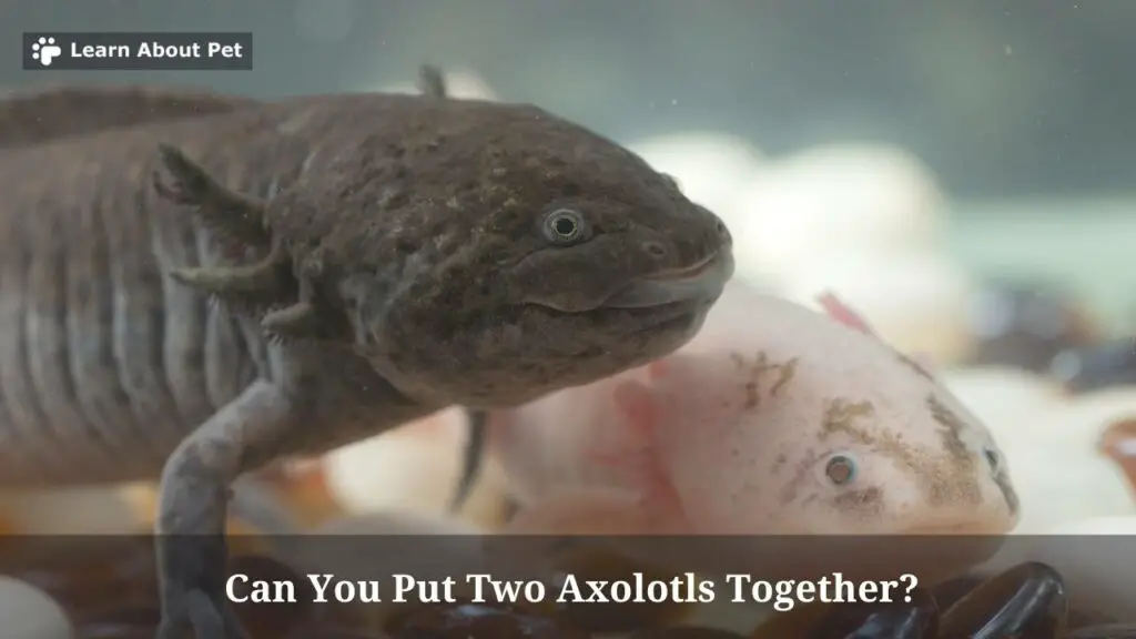 Can you put two axolotls together