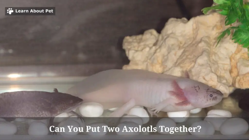 Can you put two axolotls together