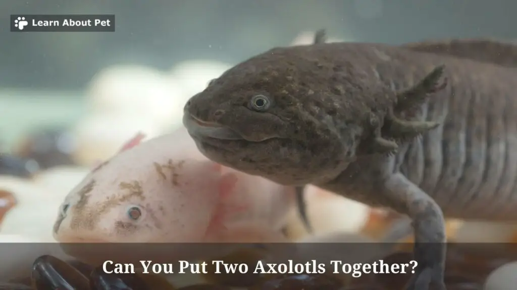 Can you put two axolotls together