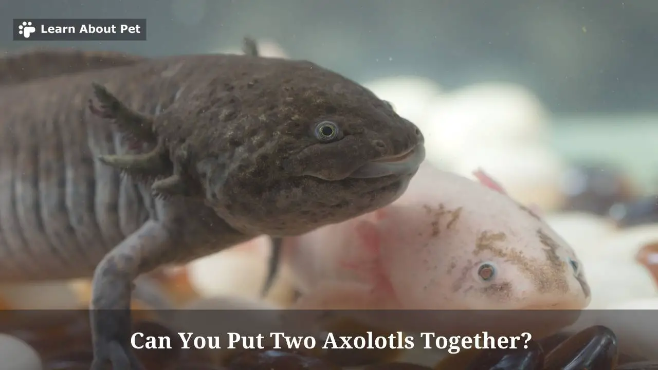 Can You Put Two Axolotls Together? 7 Important Facts - 2023