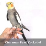 Cinnamon Pearl Cockatiel