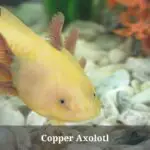 Copper Axolotl : Care, Lifespan, Sale, Cool Tank