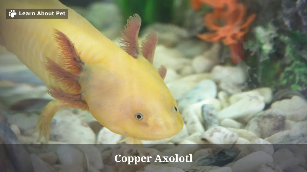 Copper Axolotl Care, Lifespan, Sale, Cool Tank 2024