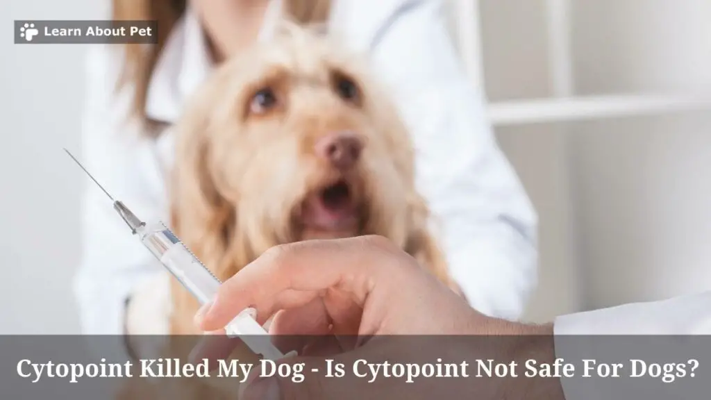 Cytopoint Killed My Dog : Is It Safe? (7 Clear Facts) - 2024