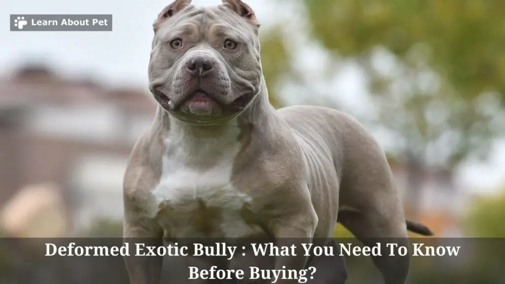 Deformed exotic bully