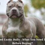 Deformed Exotic Bully : What You Need To Know Before Buying? 5 Clear Facts Deformed Exotic Bully
