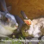 Do Bunnies Cry? Why Do Bunnies Cry? 9 Clear Facts