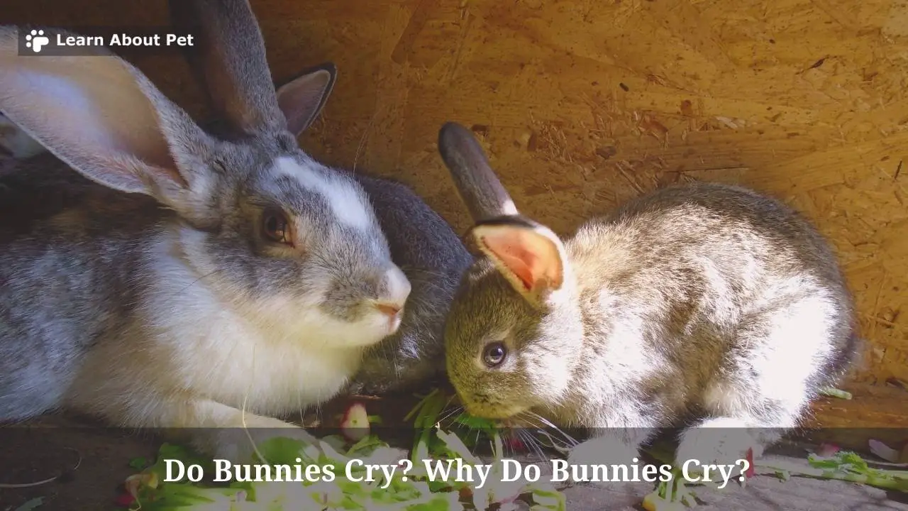 Do Bunnies Cry? Why Do Bunnies Cry? 9 Clear Facts 2023