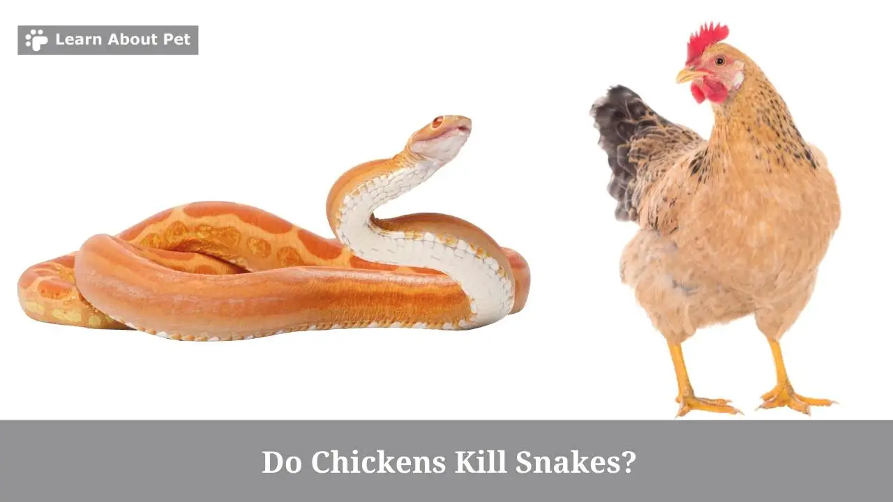 Do Chickens Kill Snakes? 2023