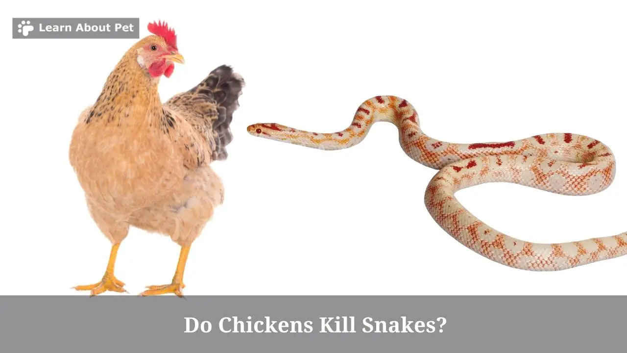 Do Chickens Kill Snakes? 2023