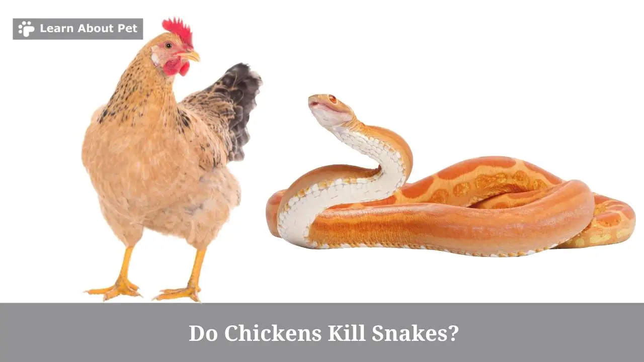 Do Chickens Kill Snakes? 2023