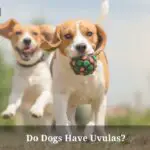 Do Dogs Have Uvulas? (9 Interesting Facts)