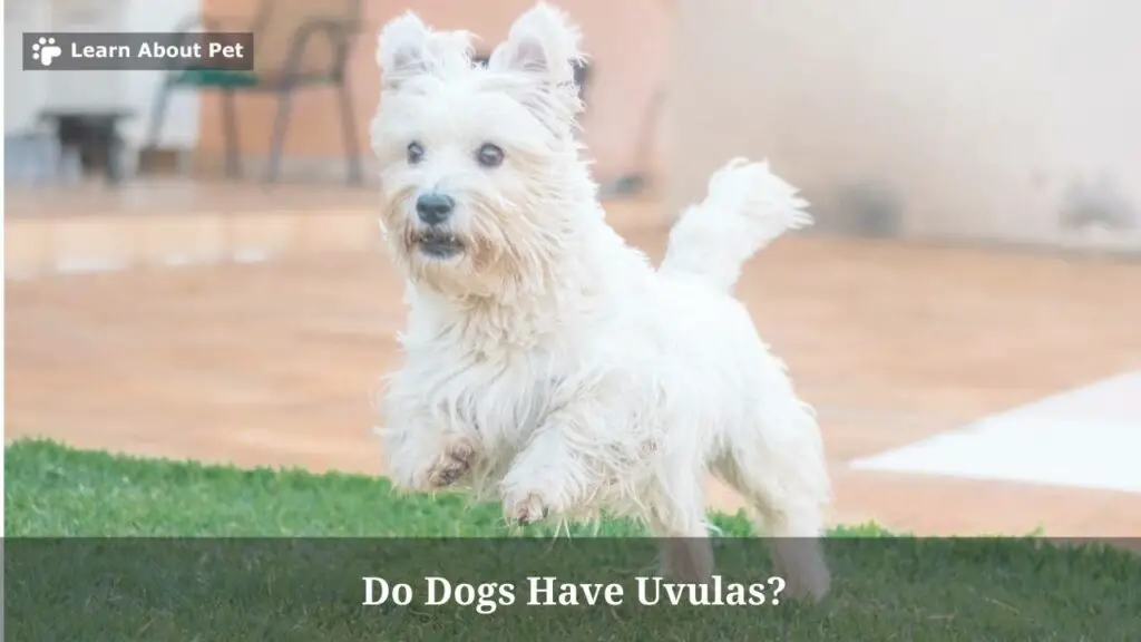 Do dogs have uvulas
