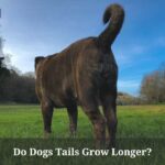 Do Dogs Tails Grow Longer? (9 Interesting Facts) Do Dogs Tails Grow Longer