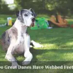 Do Great Danes Have Webbed Feet? (5 Interesting Facts)