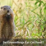 Do Groundhogs Eat Cat Food