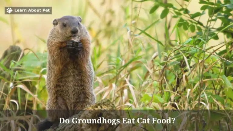 Do Groundhogs Eat Cat Food? (5 Important Facts) - 2024