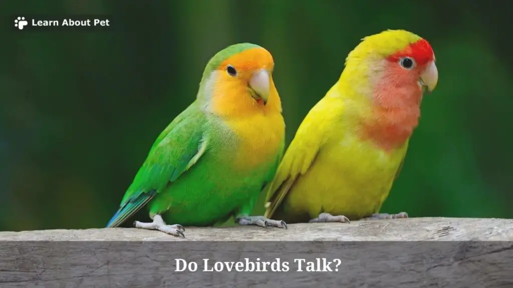 Do Lovebirds Talk? (7 Interesting Facts) - 2022