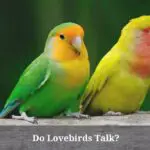 Do Lovebirds Talk? (7 Interesting Facts)