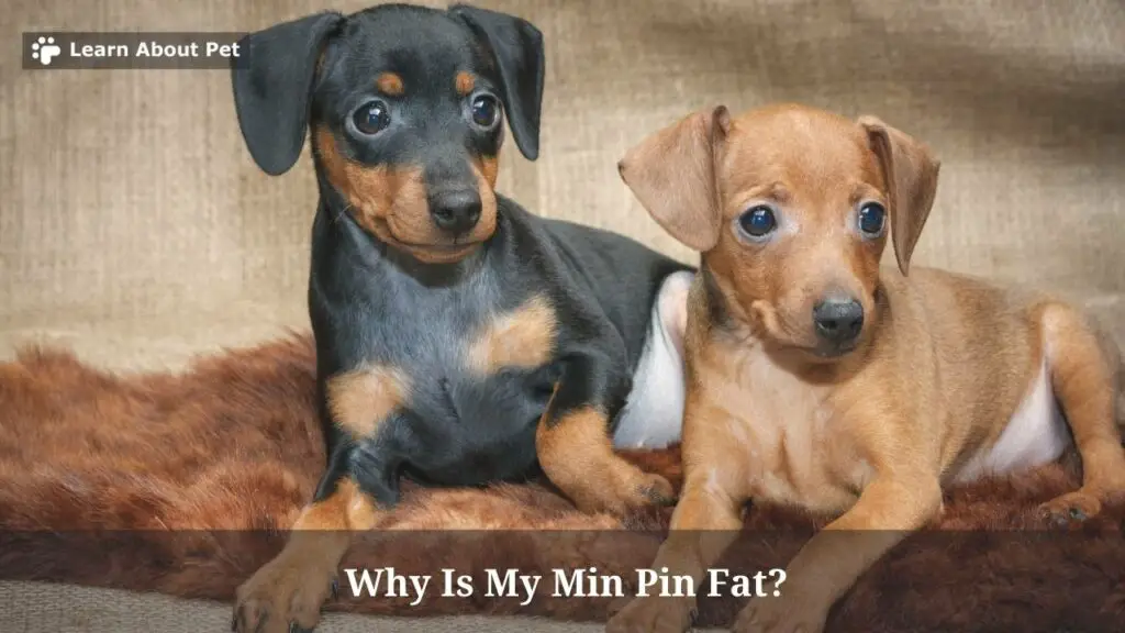 Why is my min pin fat