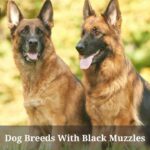 Dog Breeds With Black Muzzles : (7 Interesting Breeds) Dog Breeds With Black Muzzles