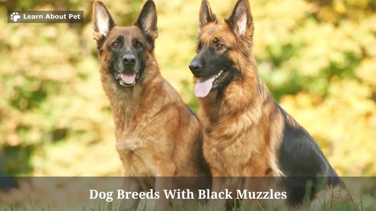 Dog Breeds With Black Muzzles (7 Interesting Breeds) 2024
