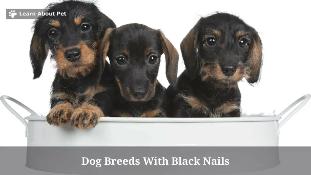 Dog Breeds With Black Nails : (7 Cool Dog Breeds) - 2023