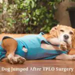 Dog Jumped After TPLO Surgery : (9 Menacing Facts)