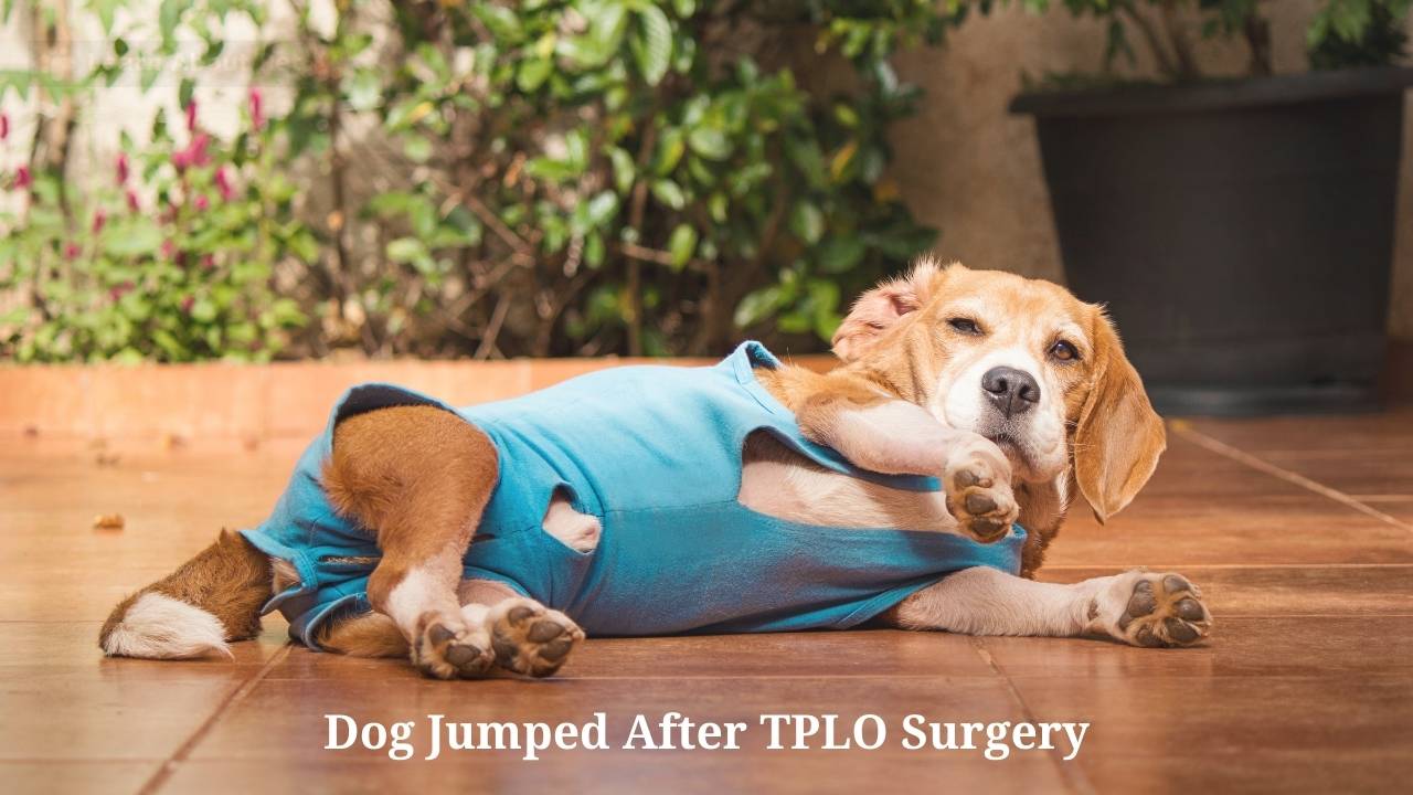 Top 23 How Long After Tplo Can Dog Jump On Couch Lastest Updates 10/2022