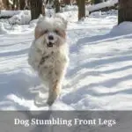Dog Stumbling Front Legs : (9 Menacing Facts)