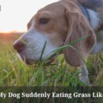 Why Is My Dog Suddenly Eating Grass Like Crazy?