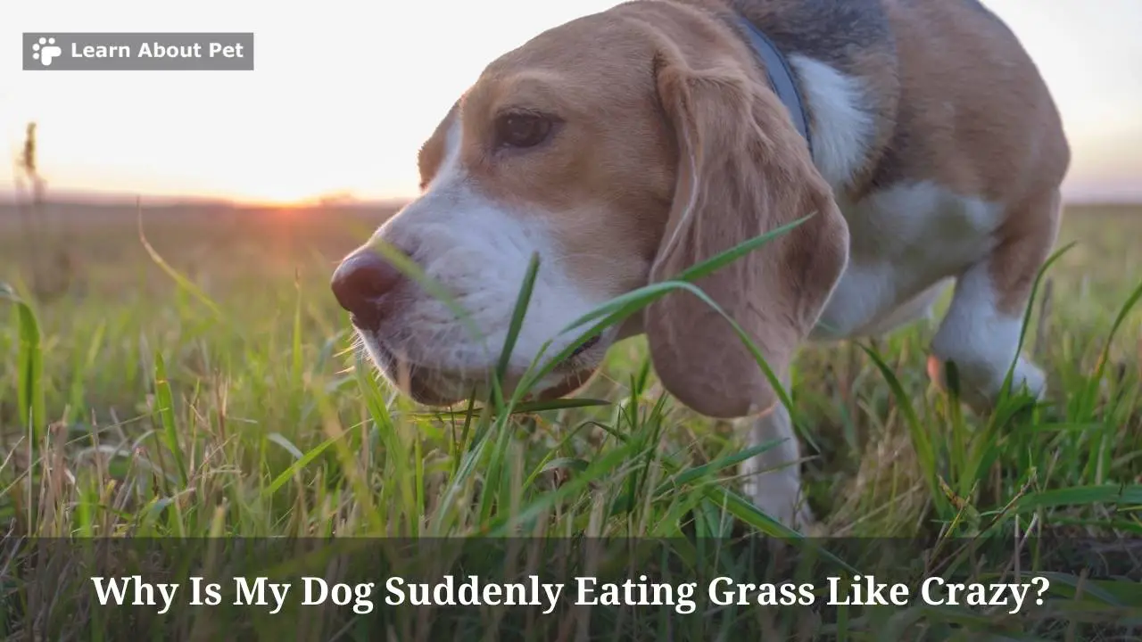 Why Is My Dog Suddenly Eating Grass Like Crazy? - 2022